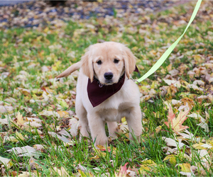 Golden Retriever Puppy for Sale in SYRACUSE, Indiana USA
