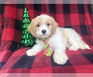 Cavapoo Puppy for sale in LAKELAND, FL, USA