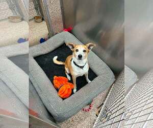 Mutt Dogs for adoption in Martinsburg, WV, USA