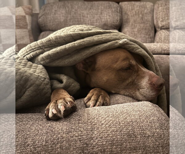 Medium Photo #8 Mutt Puppy For Sale in Fargo, ND, USA