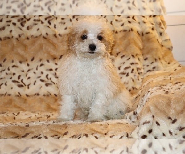 Medium Photo #6 Goldendoodle (Miniature) Puppy For Sale in DYERSBURG, TN, USA