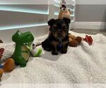 Small Photo #4 Yorkshire Terrier Puppy For Sale in HACIENDA HEIGHTS, CA, USA