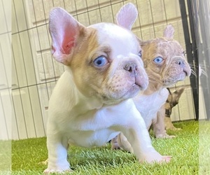 French Bulldog Puppy for sale in MORENO VALLEY, CA, USA