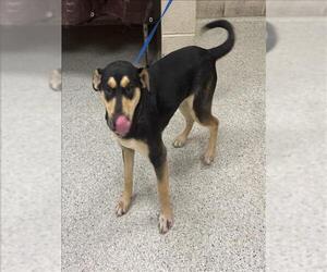 Labrador Retriever Dogs for adoption in Conroe, TX, USA