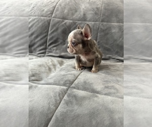 French Bulldog Puppy for sale in MURRIETA, CA, USA