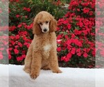 Small Photo #8 Poodle (Standard) Puppy For Sale in GAP, PA, USA