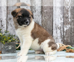 Small #2 Akita
