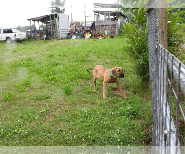 Medium Photo #21 Fila Brasileiro-Great Dane Mix Puppy For Sale in Jasper, AL, USA