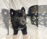 Puppy Banks Pomsky