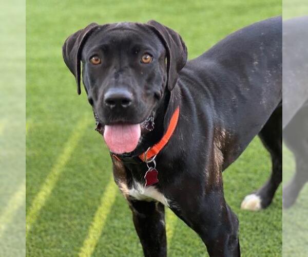 Medium Photo #5 Mastador Puppy For Sale in San Diego, CA, USA