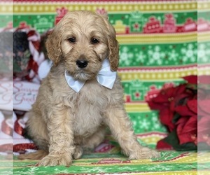 Goldendoodle Puppy for sale in LANCASTER, PA, USA