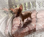 Small #18 Chihuahua