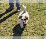 Small Photo #1 Russell Terrier Puppy For Sale in APPLE GROVE, WV, USA