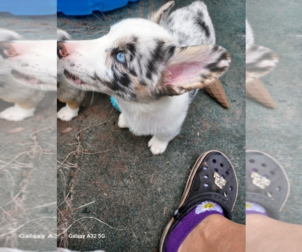 Medium Photo #13 Welsh Cardigan Corgi Puppy For Sale in CITRA, FL, USA