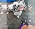 Small Photo #13 Welsh Cardigan Corgi Puppy For Sale in CITRA, FL, USA