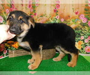 German Shepherd Dog Puppy for Sale in HAMMOND, Indiana USA