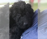 Small #14 Labradoodle-Poodle (Standard) Mix