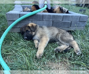 German Shepherd Dog Puppy for sale in VANCOUVER, WA, USA