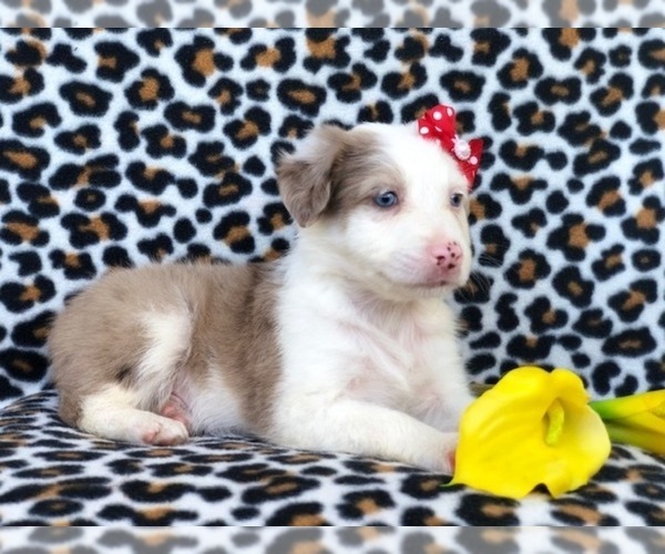 Medium Photo #18 Australian Shepherd Puppy For Sale in LAKELAND, FL, USA