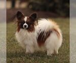 Small Photo #1 Papillon Puppy For Sale in GORDONVILLE, PA, USA