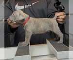 Puppy McNulty Cane Corso