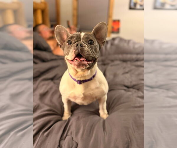 Medium Photo #1 French Bulldog-Unknown Mix Puppy For Sale in Duluth, MN, USA