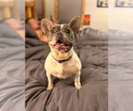 Small French Bulldog Mix