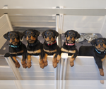 Image preview for Ad Listing. Nickname: 4 AKC FEMALES