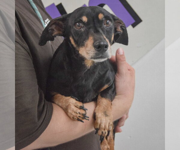 Medium Photo #4 Chiweenie Puppy For Sale in Huntley, IL, USA