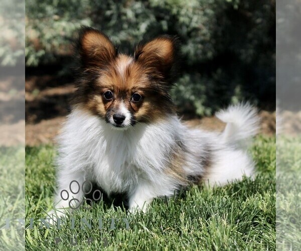 Medium Photo #1 Papillon Puppy For Sale in GORDONVILLE, PA, USA