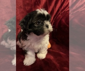 Shih Tzu Puppy for sale in ROSEVILLE, OH, USA