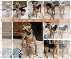 Chipin Dogs for adoption in Mesa, AZ, USA