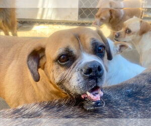 Boxer-Unknown Mix Dogs for adoption in Newport Beach, CA, USA