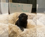 Small Photo #2 Keeshond Puppy For Sale in DELPHI, IN, USA