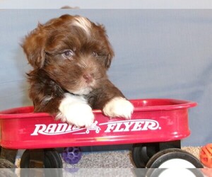 Havanese Puppy for sale in WEST CONCORD, MN, USA
