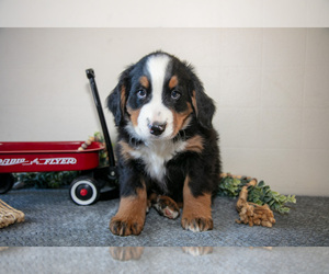 Medium Bernese Mountain Dog