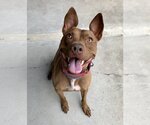 Small American Pit Bull Terrier-Italian Greyhound Mix