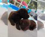 Small Photo #6 Labradoodle Puppy For Sale in NAPLES, FL, USA