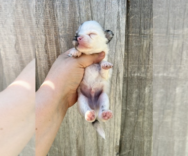Medium Photo #83 Pomeranian Puppy For Sale in HAYWARD, CA, USA