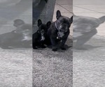 Small #1 French Bulldog