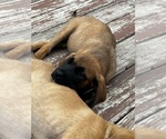 Small Photo #5 Mastiff-Saint Bernard Mix Puppy For Sale in KIMBOLTON, OH, USA