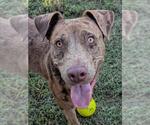 Small Catahoula Leopard Dog Mix