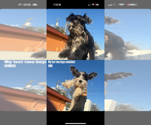 Schnauzer (Miniature) Puppy for sale in TAMPA, FL, USA