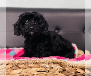 Cockapoo Puppy for sale in CINCINNATI, OH, USA