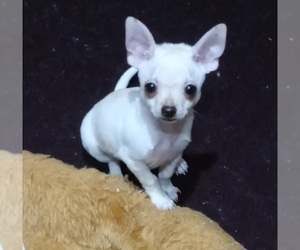 -Chihuahua Mix Puppy for Sale in REDDING, California USA