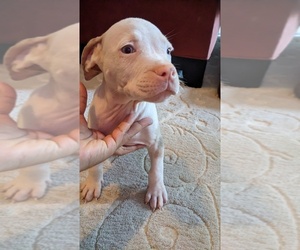 American Bully Puppy for sale in GROVETOWN, GA, USA