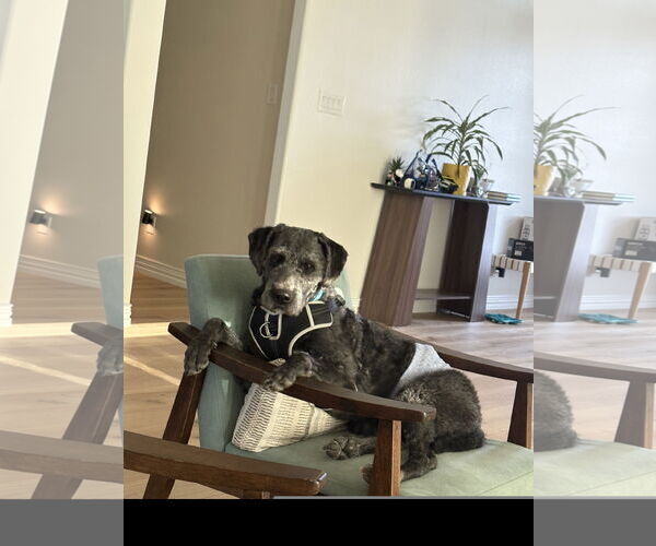 Medium Photo #1 Labrador Retriever Puppy For Sale in Denton, TX, USA