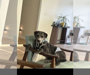 Labrador Retriever Dogs for adoption in Denton, TX, USA