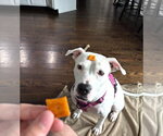 Small #6 American Staffordshire Terrier Mix