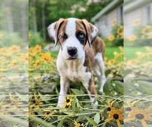 Boxer Dogs for adoption in Dumont, NJ, USA